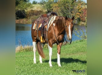 American Paint Horse, Mare, 7 years, 14.3 hh, Pinto