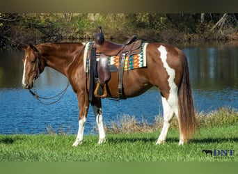 American Paint Horse, Mare, 7 years, 14,3 hh, Pinto