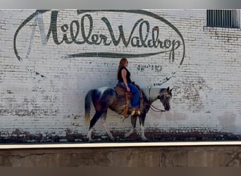 American Paint Horse, Mare, 7 years, 15 hh, Pinto