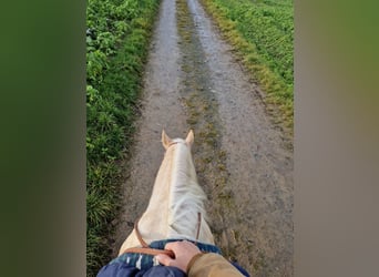 American Paint Horse, Mare, 7 years, 15,2 hh, Palomino