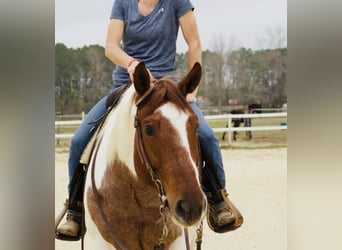 American Paint Horse, Mare, 7 years, 15,2 hh, Roan-Red