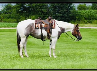 American Paint Horse, Mare, 7 years, 15,2 hh, Roan-Red
