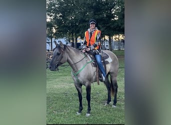 American Paint Horse, Mare, 7 years, Grullo