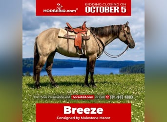 American Paint Horse, Mare, 7 years, Grullo