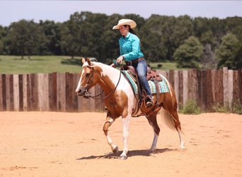 American Paint Horse, Mare, 7 years, Palomino