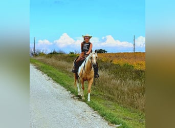 American Paint Horse, Mare, 7 years, Pinto