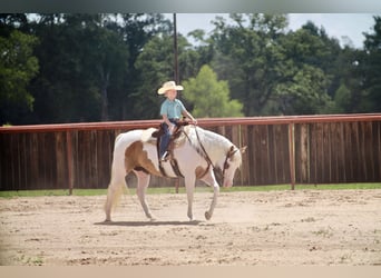 American Paint Horse, Mare, 7 years, Pinto