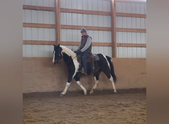 American Paint Horse, Mare, 8 years, 14.2 hh, Tobiano-all-colors