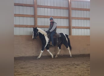 American Paint Horse, Mare, 8 years, 14.2 hh