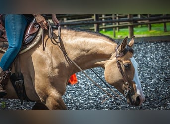 American Paint Horse Mix, Mare, 8 years, 14.3 hh, Dun