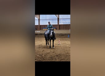American Paint Horse, Mare, 8 years, 14.3 hh, Overo-all-colors