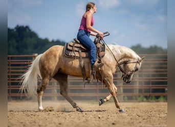 American Paint Horse, Mare, 8 years, 14 hh, Palomino