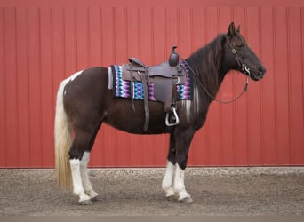 American Paint Horse, Mare, 8 years, 14,2 hh, Tobiano-all-colors