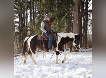 American Paint Horse, Mare, 8 years, 14,2 hh, Tobiano-all-colors