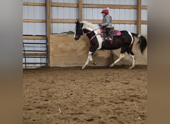 American Paint Horse, Mare, 8 years, 14,2 hh, Tobiano-all-colors