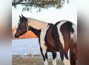 American Paint Horse, Mare, 8 years, 14,2 hh