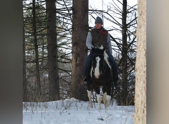 American Paint Horse, Mare, 8 years, 14,2 hh