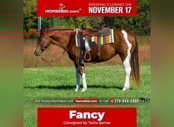 American Paint Horse, Mare, 8 years, 14,3 hh, Pinto