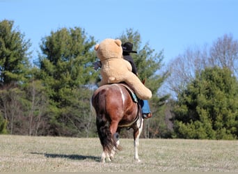 American Paint Horse, Mare, 8 years, 14,3 hh, Pinto