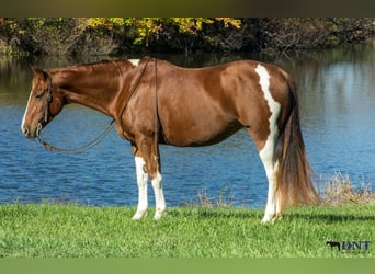 American Paint Horse, Mare, 8 years, 14,3 hh, Pinto