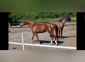 American Paint Horse, Mare, 8 years, 15.1 hh, Chestnut-Red