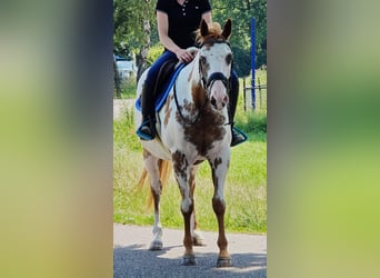 American Paint Horse, Mare, 8 years, 15.1 hh, Overo-all-colors