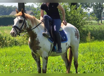 American Paint Horse, Mare, 8 years, 15.1 hh, Overo-all-colors