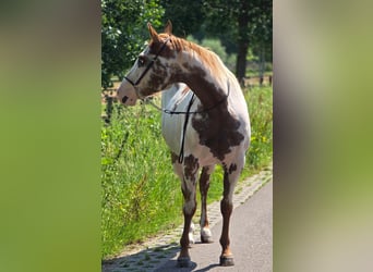 American Paint Horse, Mare, 8 years, 15.1 hh, Overo-all-colors
