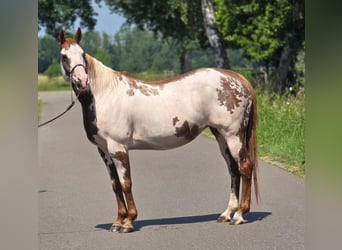 American Paint Horse, Mare, 8 years, 15.1 hh, Overo-all-colors