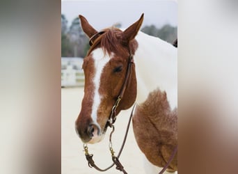 American Paint Horse, Mare, 8 years, 15.2 hh, Roan-Red