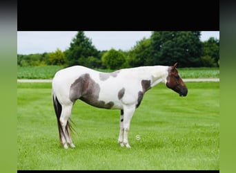 American Paint Horse, Mare, 8 years, 15.2 hh, Roan-Red