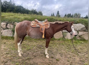 American Paint Horse, Mare, 8 years, 15.3 hh, Roan-Red