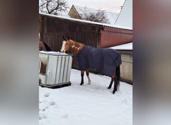 American Paint Horse, Mare, 8 years, 15 hh, Overo-all-colors