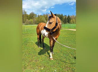 American Paint Horse, Mare, 8 years, 15 hh, Overo-all-colors