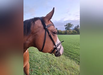 American Paint Horse, Mare, 8 years, 15 hh, Overo-all-colors
