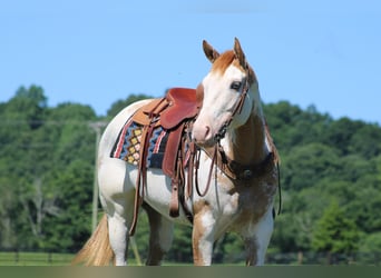 American Paint Horse, Mare, 8 years, 15 hh, Overo-all-colors