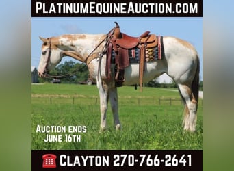 American Paint Horse, Mare, 8 years, 15 hh, Overo-all-colors