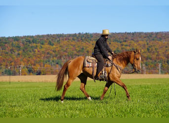 American Paint Horse, Mare, 8 years, 15 hh, Red Dun