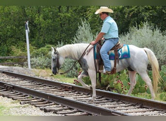 American Paint Horse, Mare, 8 years, 15 hh, Tobiano-all-colors