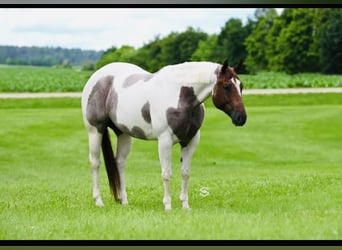 American Paint Horse, Mare, 8 years, 15,2 hh, Roan-Red