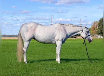American Paint Horse, Mare, 8 years, Grey