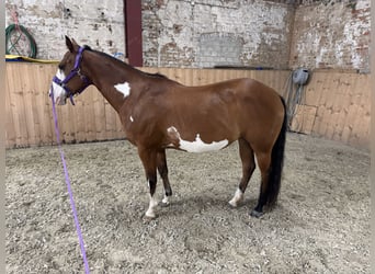 American Paint Horse Mix, Mare, 8 years