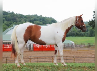American Paint Horse, Mare, 8 years, Pinto