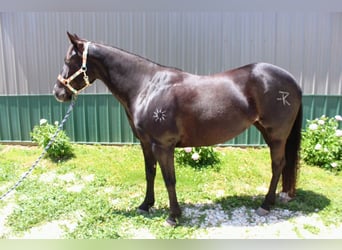 American Paint Horse, Mare, 9 years, 14.1 hh, Black