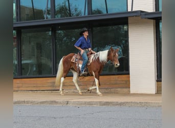 American Paint Horse, Mare, 9 years, 14.3 hh, Tobiano-all-colors