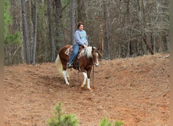 American Paint Horse, Mare, 9 years, 14,3 hh, Tobiano-all-colors