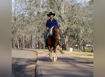 American Paint Horse, Mare, 9 years, 14,3 hh, Tobiano-all-colors
