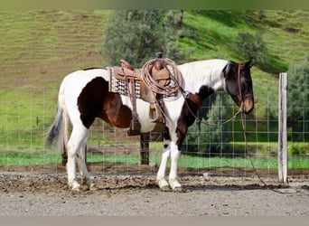 American Paint Horse, Mare, 9 years, 14,3 hh, Tobiano-all-colors
