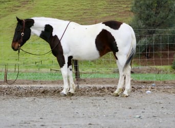 American Paint Horse, Mare, 9 years, 14,3 hh, Tobiano-all-colors