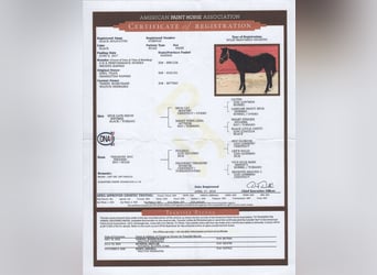 American Paint Horse, Mare, 9 years, 15.1 hh, Black